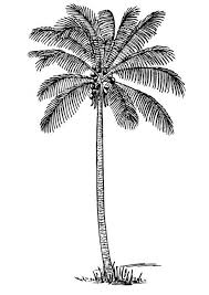 Coloring Page Coconut Tree Img 13356 Palm Tree Drawing Coconut Tree Drawing Coconut Tree