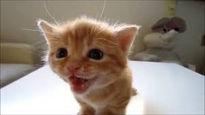 Yavru Kedi Sesleri Youtube