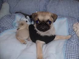 Black And Tan Pug Puppies For Sale A2009311223310 Jpg Jpeg Image 600x450 Pixels Pug Puppies Pug Puppies For Sale Teacup Pug