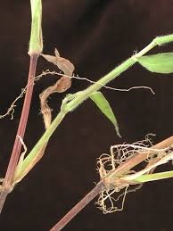 Image result for Digitaria velutina
