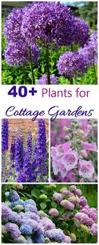 Cottage Garden Plants Guide Over 40 Perennials Biennials Annuals And Bulbs That Are Perfect For Cottage Garden Plants Cottage Garden English Cottage Garden