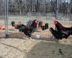 Chicken brown leghorn cartoon vector illustration. The Long Line Of Brown Leghorns Backyard Poultry