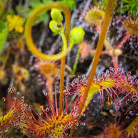 Image result for Drosera burkeana