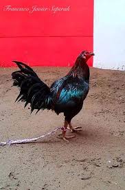 Semoga anda terhibur dengan video ini. 26 Ide Ayam Peruvian Ayam Binatang Buas Binatang