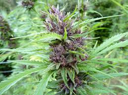 Every marijuana plant contains a combination of cannabinoids (usually referred to as a percentage of 100). Master Hemp Brand New And Exclusive 32 1 Cbd Thc Strain Seedsman Blog