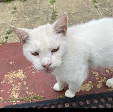 This cat has been posted