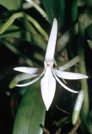 Image result for Jumellea usambarensis