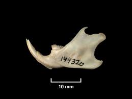 FMNH 144320 | Zoological Collections
