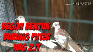 Pertumbuhan piyikan burung dara / merpati dari baru menetas sampai bisa terbang. Viral Harga Burung Puter 2jt Peternak Kwalahan Melayani Pemesanan Youtube