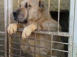 elazig dostlar kangal kopek ciftligi
