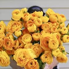 Check spelling or type a new query. Little Hollow Flowers Colorado Flower Farm
