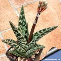 Fotos y nombres de 17 cactus y crasas infojardin mammillaria. Tipos De Aloe Aprende A Diferenciar Las Distintas Especies De Aloe Aloe Varo Cactus Y Suculentas Plantas Crasas Cultivo De Suculentas