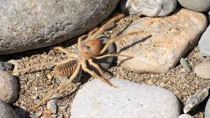 It's as though there's a part of the human brain that perceives the form of a. 15 Arachnophobic Facts About Camel Spiders Mental Floss