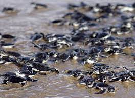 Rùa biển, cư dân lâu đời của biển cả