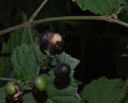 Image result for Vitaceae