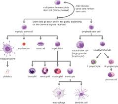 17 3 Cellular Defenses Biology Libretexts