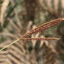 Image result for Microstegium fasciculatum