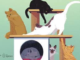Third, with the conditions you describe, including your age, meditation (without being held. How To Tell The Sex Of A Cat