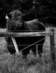 Image result for India Jasper Gray 1929 Dodge