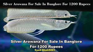 Silver Arowana For Sale In Bangalore India 1500 Sanju
