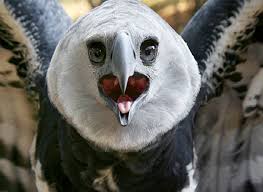 Creepy Bird With Big Mouth Pin By Katie Moss On Photography Scary Birds Harpy Eagle Pet Birds