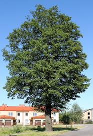 Arizona ash arizona sycamore chinese elm or evergreen elm desert museum palo verde evergreen pear or bradford pear fan tex ash honey mesquite live oak orchid tree queen palm. Trees Are Good For Your Lungs Awkward Botany