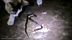 Kucing makan rumput untuk membersihkan sesuatu yang tidak menyenangkan di pencernaannya. Eltelu Inilah 3 Alasan Kenapa Kucing Makan Rumput Dan Muntah