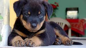 Reprimand your rottweiler puppy immediately after they do something wrong. Potty Train Housebreak Your Rottweiler Puppy Rottweilerhq Com