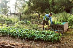 Oct 16, 2020 · low and no till gardening techniques when putting your garden to bed in the fall, a critical aspect of no and low till gardening is to cut your plants at the soil line rather than pulling them out by the roots. No Till Gardening How To Video Benefits Joe Gardener