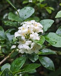 Image result for Murraya paniculata