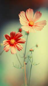 Pin By Kimberly Richard On Wallpaper Cosmos Flowers Flowers Photography Flowers Nature