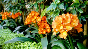 See more ideas about border plants, yellow lime, plants. Clivia Burke S Backyard