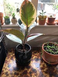 Although they are large tree in the wild, rubber trees respond well to pruning and can be kept quite only sterilized potting medium should be used when repotting rubber trees, and water should be. Do I Need To Repot My Rubber Plant Houseplants