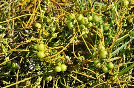 Image result for Cassytha filiformis