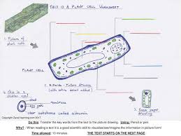 See more ideas about scientific drawing, drawings, onion drawing. The Plant Cell Key Stage Ppt Download