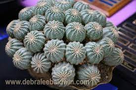 The sale will include succulents, cacti, and bromeliads from more than 25 regional nurseries and boutique growers. Southern California Cactus Succulent Society The Design Interior