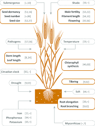 How do proteins relate to traits 4 transcription review dna mrna dna makes proteins, which control all of our traits, but dna cannot leave the nucleus. Della Proteins Are Crucial For Many Agronomic Traits In Cereals Della Download Scientific Diagram