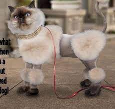 If Ugliness Wuz A Crime Me Woulds Be Servin Three Life Sentences Don T Make A Fool Of Your Friend Cat Haircut Cat Grooming Cat Grooming Styles