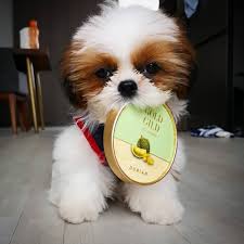 I am sad to announce that colorado shih tzu will be closing its doors. Shih Tzu For Sale In Colorado Springs 33 Petzlover