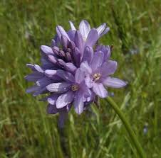 Image result for Dialium holtzii