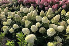 Image result for Gaertnera paniculata