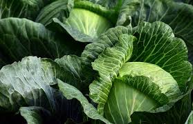Les bactéries saines qui vivent dans vos intestins peuvent également fabriquer de la vitamine k. Quels Sont Les Aliments Riches En Vitamine K Doctonat