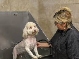 With consistent 5 star reviews from our clients we strive to be the best. Pet Grooming In San Antonio The Palms Pet Resort Spa