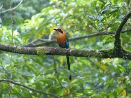 #kemonomimi #long tail #blue skin. Top 10 Birds With Amazing Tails The Mysterious World
