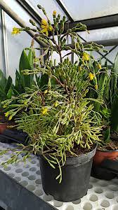 Hatiora salicornioides (dancing bones) world of succulents dancing bones cactus drunkard s dream spice plantfiles pictures Hatiora Salicornioides Wikiwand
