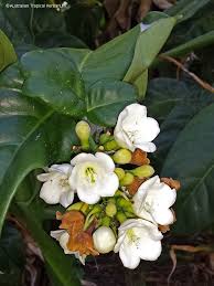 Image result for Faurea racemosa