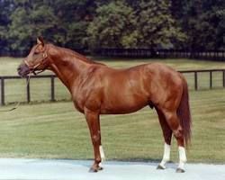 Image of Secretariat horse