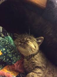 pin auf exotic shorthair