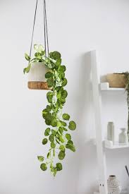 Im Zweifelsfall Gefalschtes Ikea Monsterblatt Und Baum Wenn Ich Sass Baum In 2020 Room With Plants Hanging Plants Indoor Fake Plants Decor