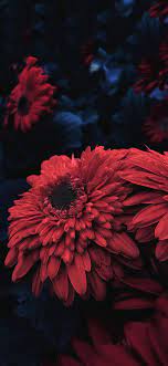 Red Flower For Iphone X Ioswall Red Flower Wallpaper Flower Iphone Wallpaper Red Flowers